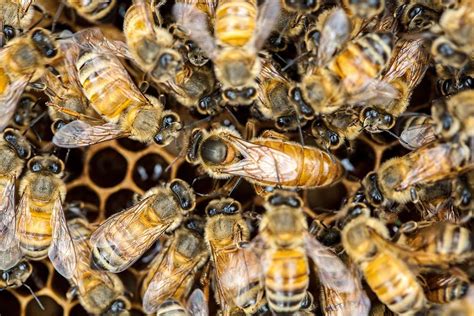 queen bees online free