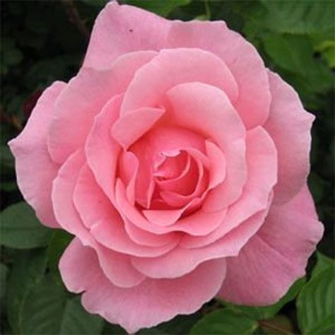 queen elizabeth bush rose
