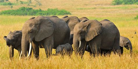 queen elizabeth national park activities