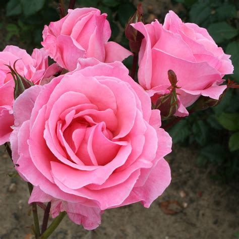 queen elizabeth rose bushes for sale