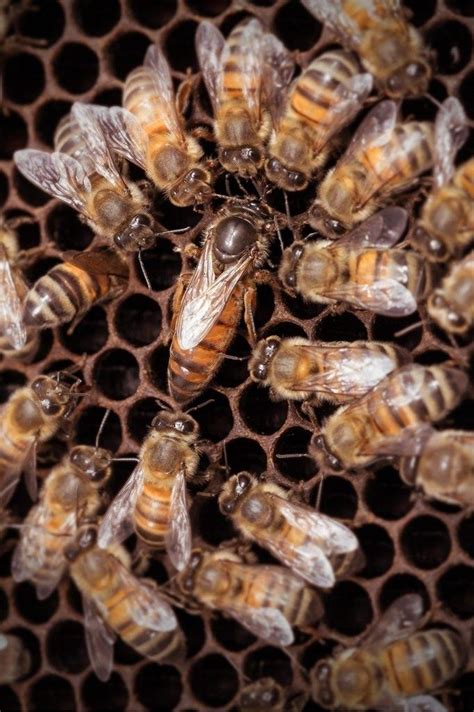 queen honey bees for sale near me