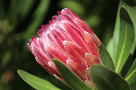 Queen Protea Flower