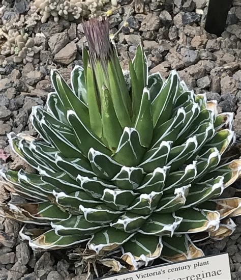 queen victoria agave