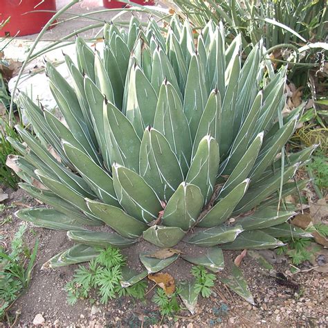 queen victoria agave austin