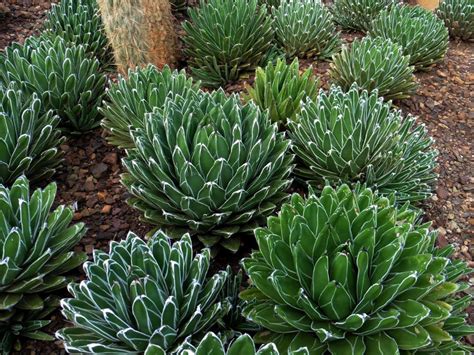 queen victoria agave cold hardiness