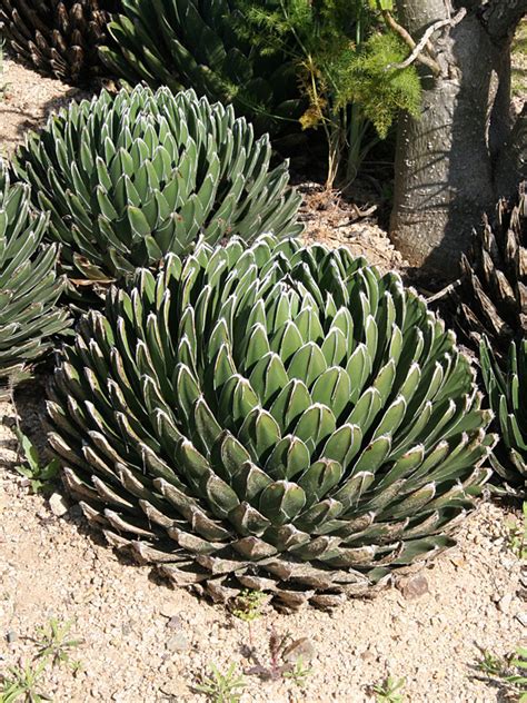 queen victoria agave for sale