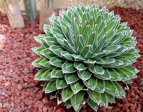 queen victoria agave plant