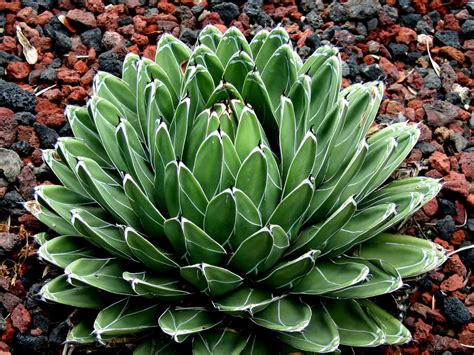 queen victoria agave size