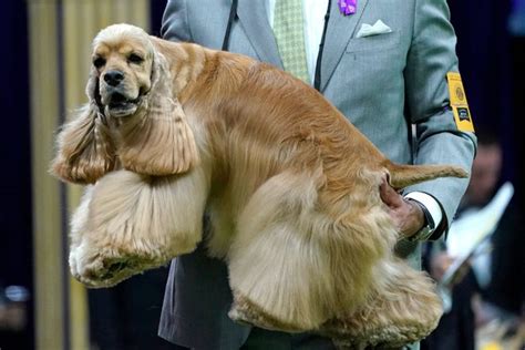 Queens Dog Cocker Spaniel