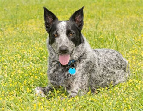 queensland blue heeler mix