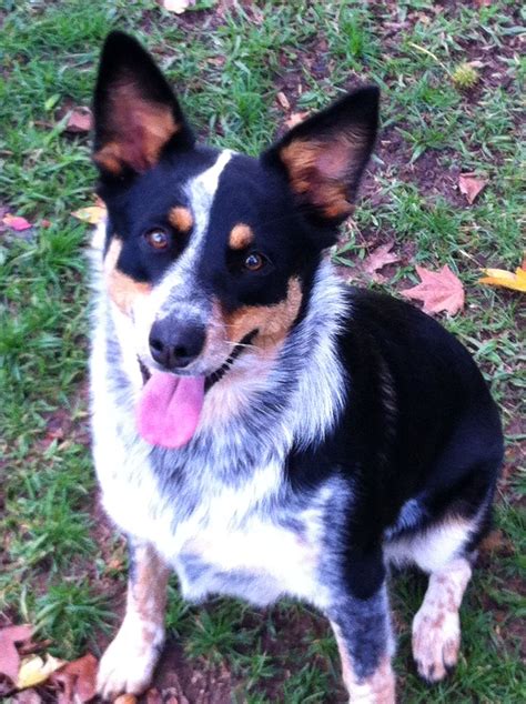 queensland heeler mix