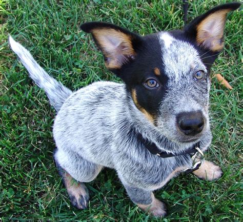 queensland heeler puppies