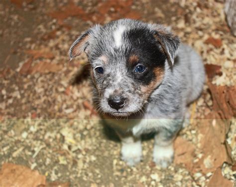 queensland heeler puppies medford