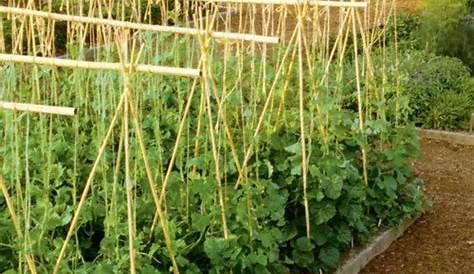 Quels tuteurs choisirs pour cultiver ses plants de tomates