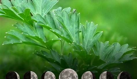 Semer et planter le persil avec la Lune en 5 étapes | Détente Jardin