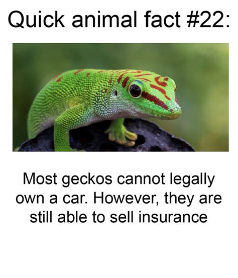 quick animal facts meme