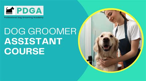 Quick Dog Grooming Courses