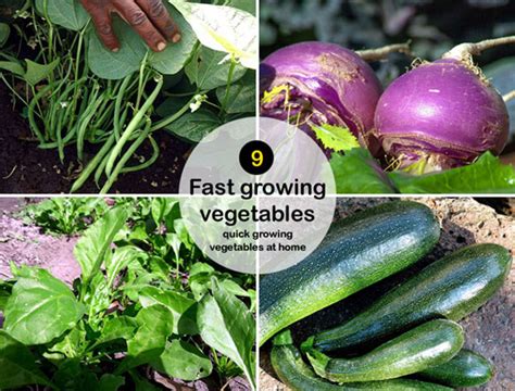 30 Fast Growing Vegetables In Pots (Growth Time Mentioned) Slick Garden