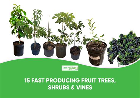 quick producing fruit trees