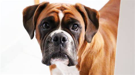 6 curiosidades interesantes sobre la raza de perros Bóxer