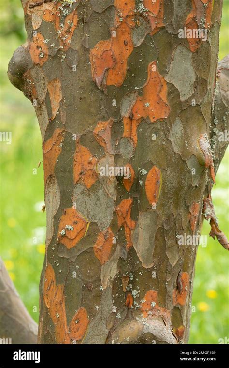 Quince Tree Bark