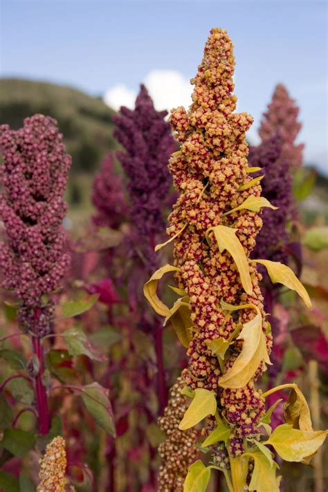 Quinoa Grain Origin