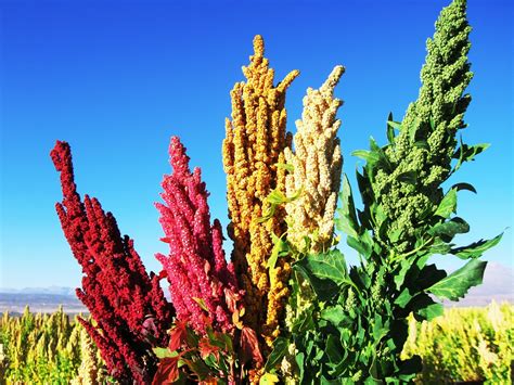 Everything You Need To Know About The Quinoa Plant