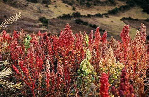 Quinoa Wiktionary