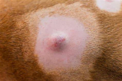 2.Problemas de la piel ·El mundo de los perros