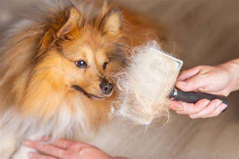 Las 5 mejores máquinas cortapelos para perros.