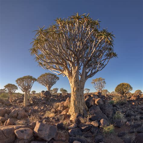 quiver trees in namibia