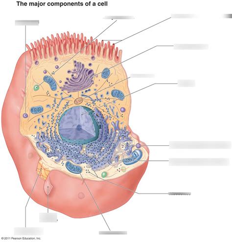 Quizlet Anatomy And Physiology Chapter 7