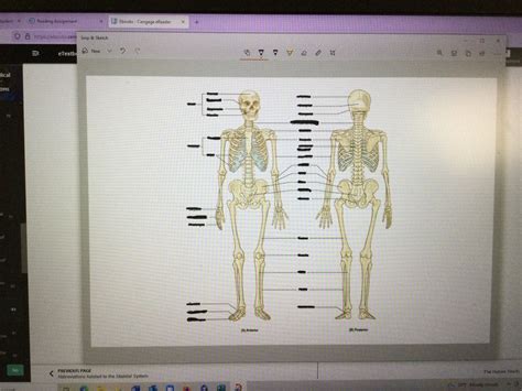 quizlet skeleton