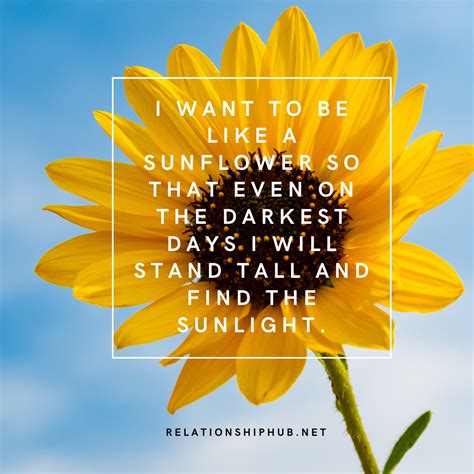 Quote Sunflower Meaning