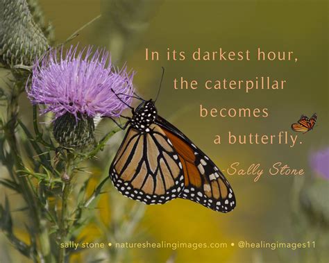 quotes about caterpillar to butterfly