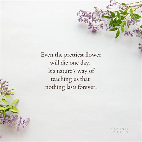Quotes About Delicate Flowers