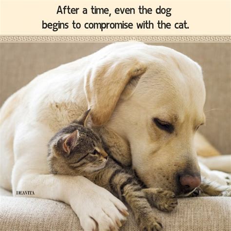 quotes about dogs and cats