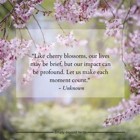quotes about spring and cherry blossoms