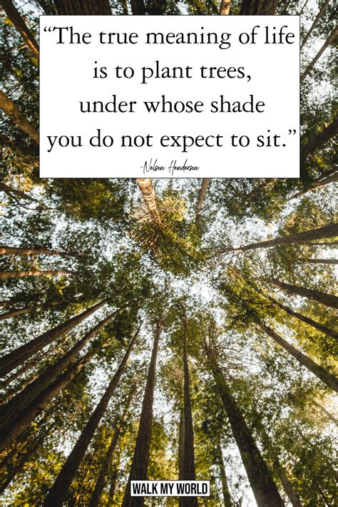 Tree quote. Tough roots, rocks, grow strong. Tree quotes, Nature quotes trees, Nature quotes