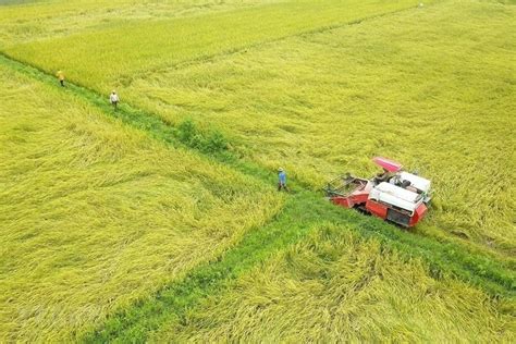 quy định nhận chuyển nhượng đất trồng lúa