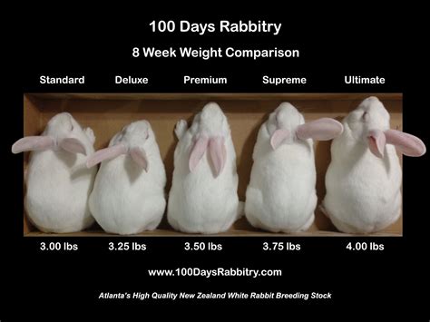 Bunneh age chart Pet bunny rabbits, Bunny care, Pet rabbit care