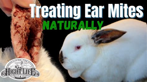 Eradimite Ear Mite Treatment Zoetis Animal Health Topicals Rabbit