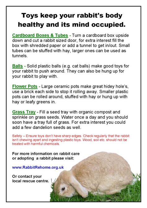 rabbit care guide new owners