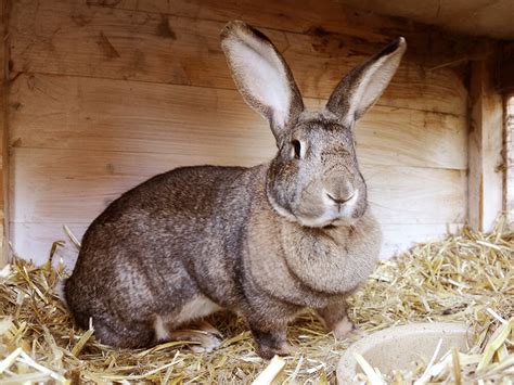 Rabbit Continental Giant