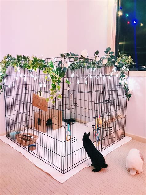 Rabbit Dog Cage Setup