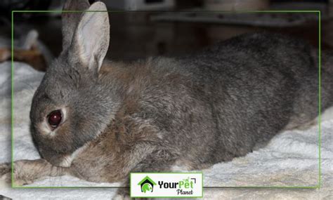 rabbit down syndrome