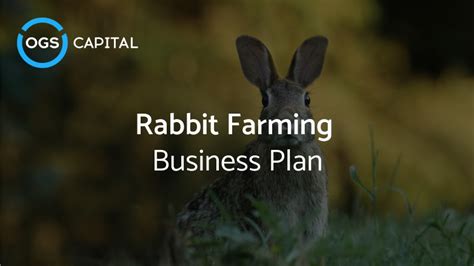 Rabbit Farming Business Plan Example