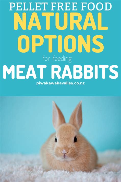 rabbit food without pellets
