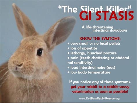 rabbit gut stasis