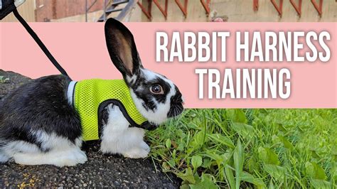 Rabbit Harness Training